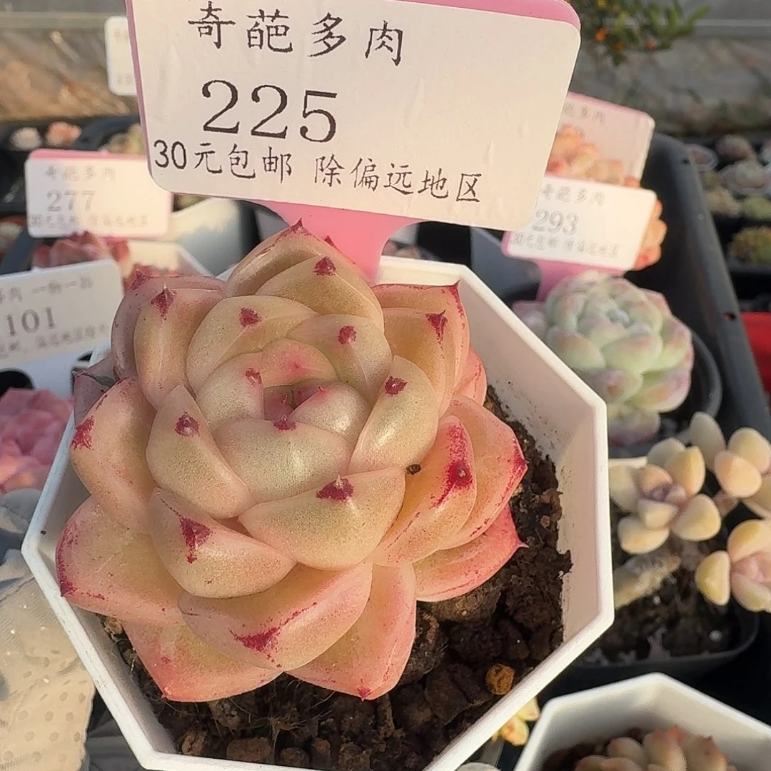 225 脱土 群生不包整 30元包邮非偏远