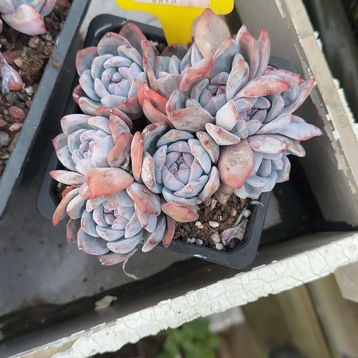 475号星影群生夫妇