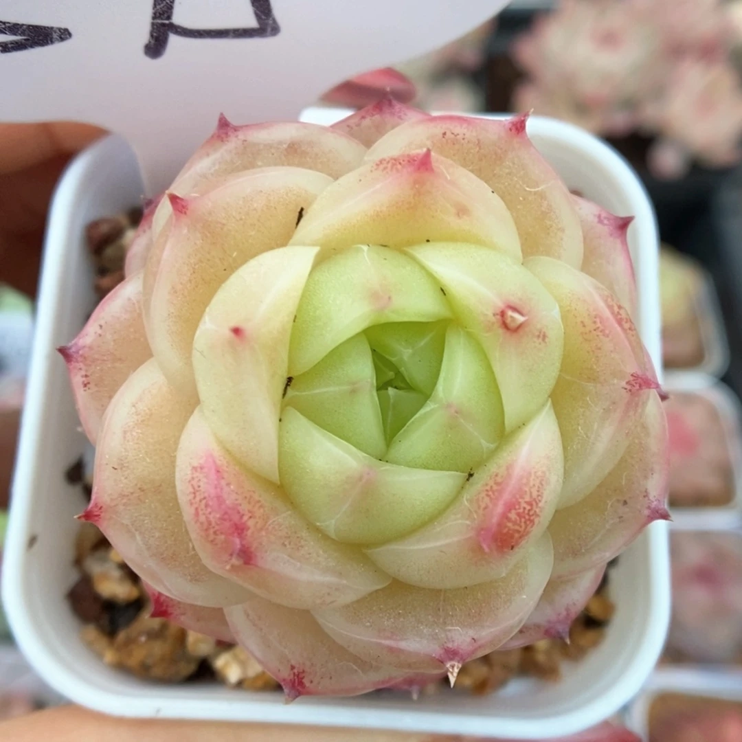 蜜蜡麦秆可拍595号。