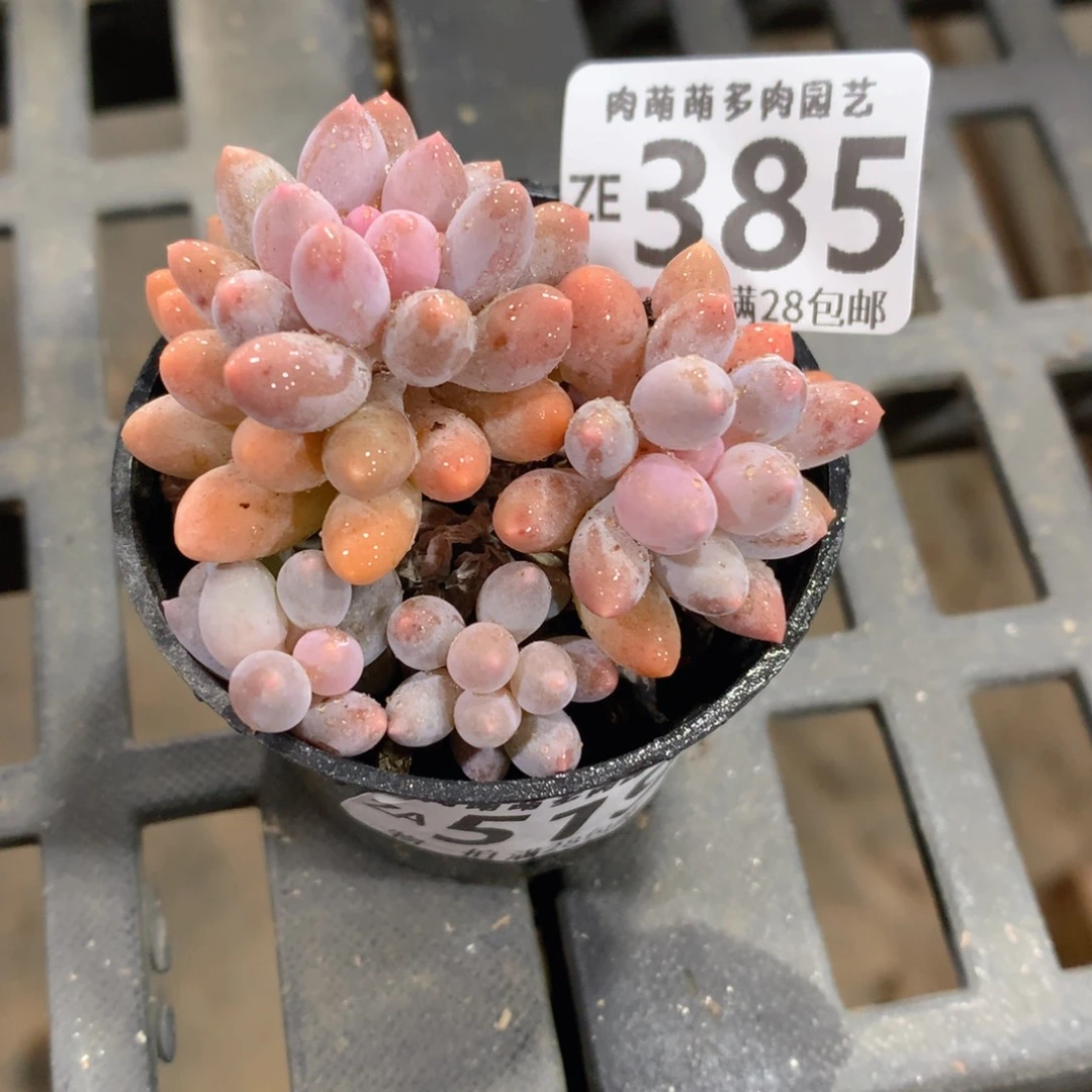 肉萌萌拇指盆精控多肉ZE385