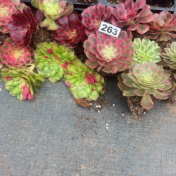 顺***魏精品多肉植物263组合