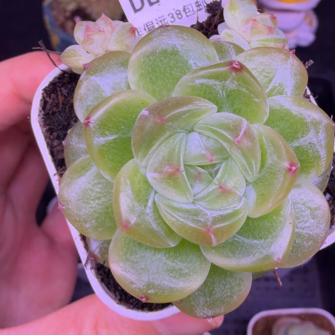 东篱下多肉植物哈哈哈57