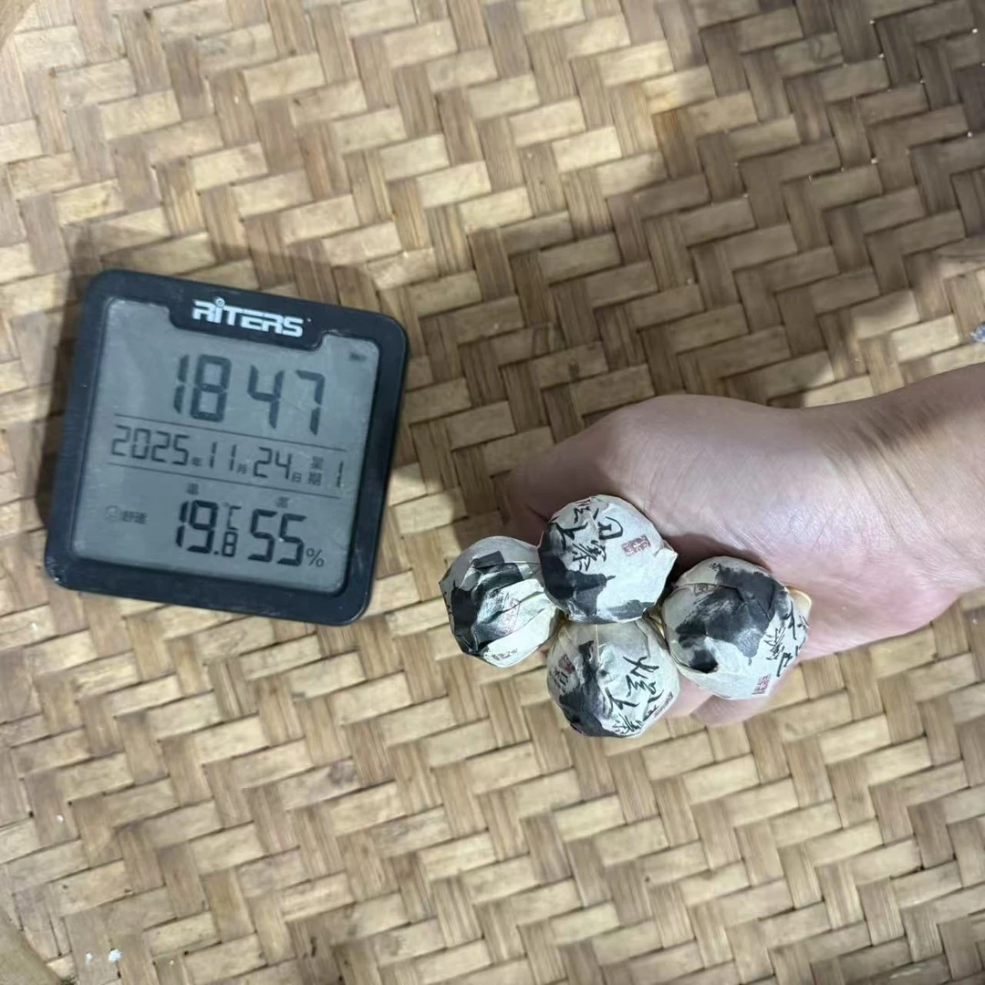 2020年烂田上寨冷水河崖林地古树普洱白茶龙珠CMF2号11月24日