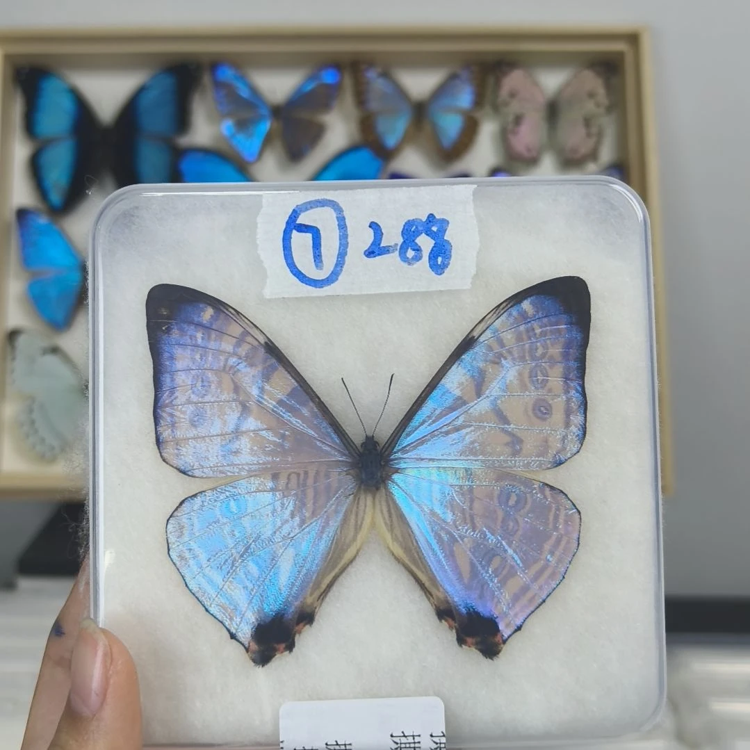 真蝴蝶标本一物一拍