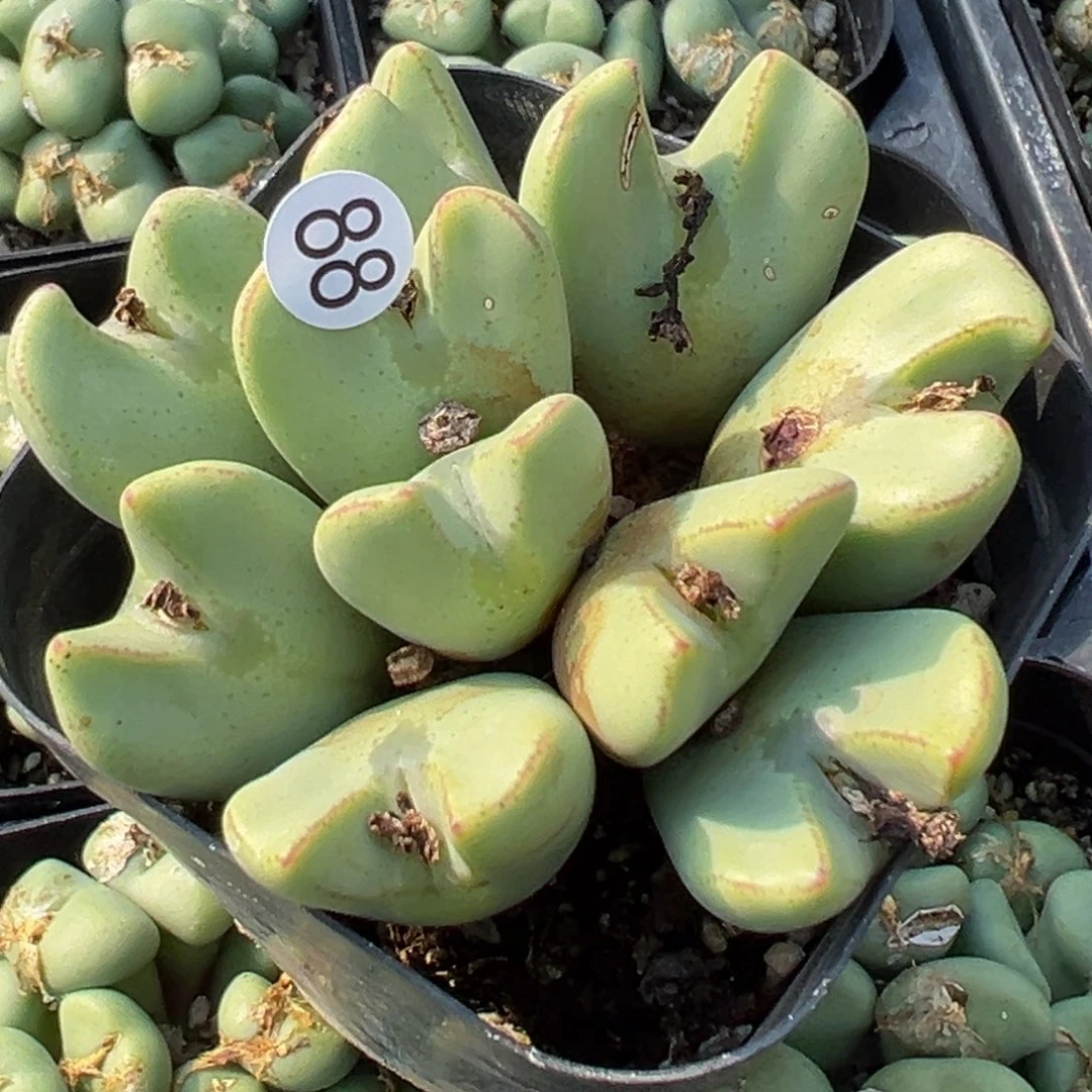 多肉植物11111111111111111