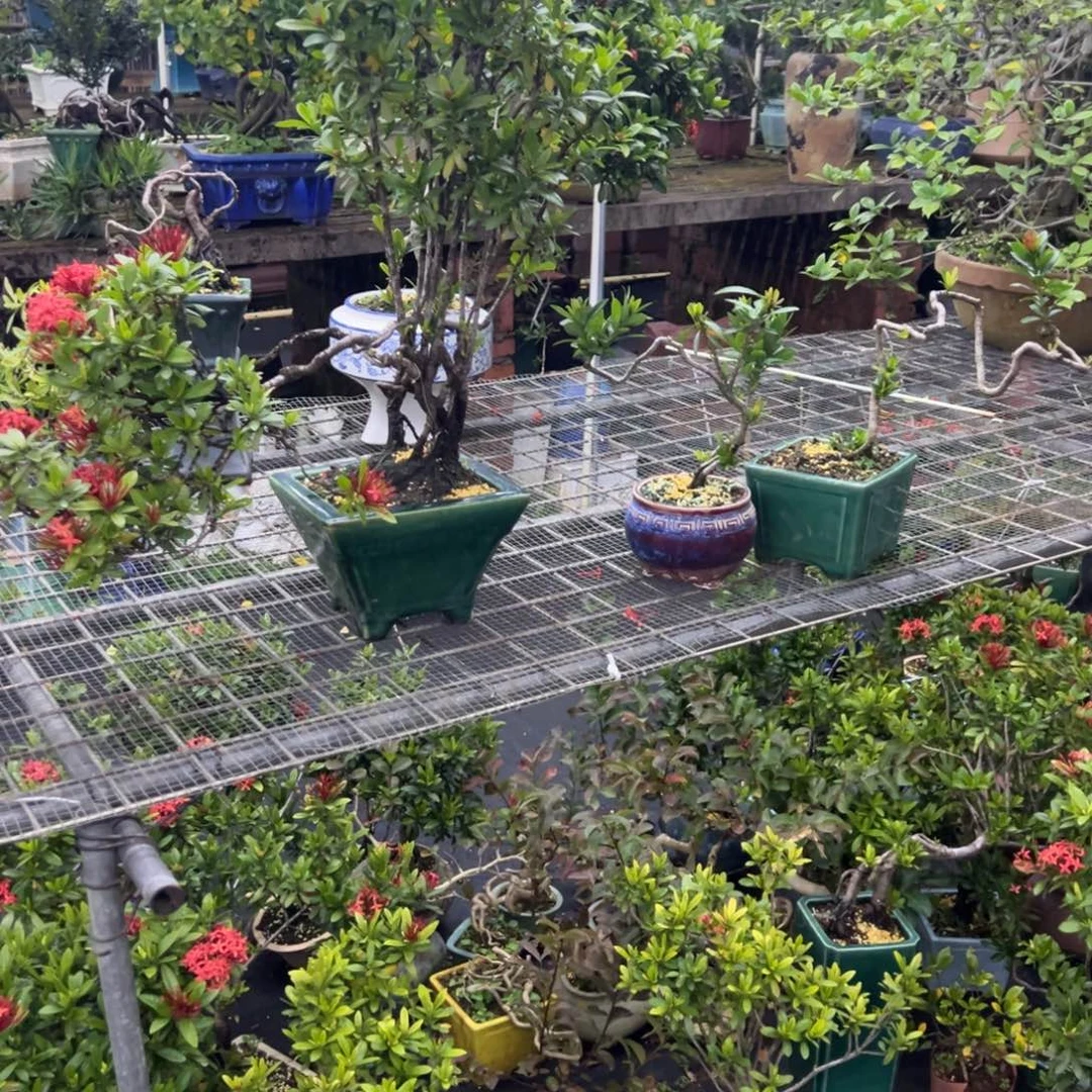 羽***伟无花朵龙船花花盆景老桩