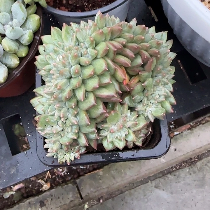 青蛙王子儿童牙膏套装11