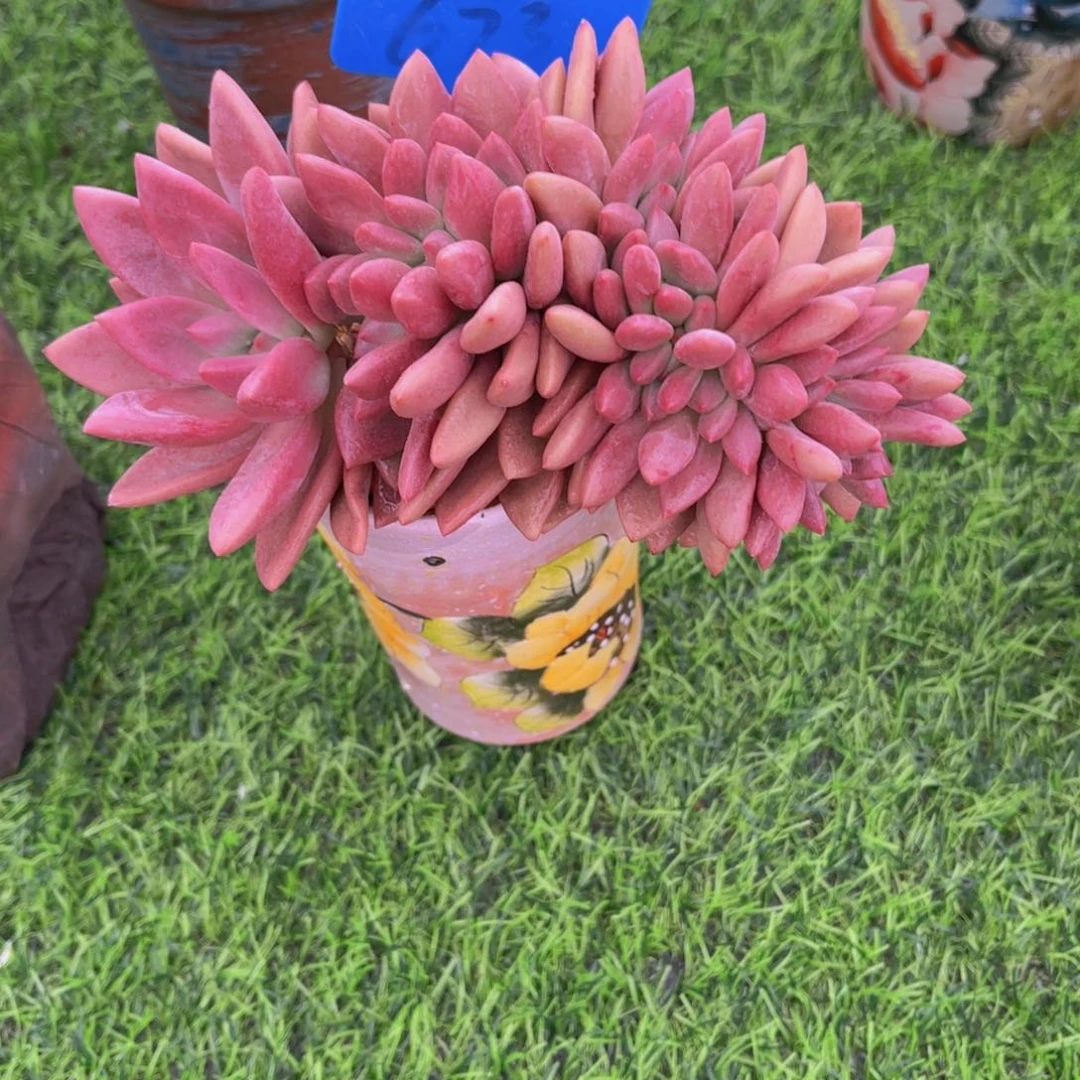 丽***丽673号多肉植物一物一拍