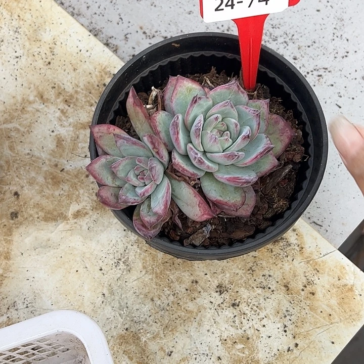 y***院多肉植物组合盆栽24.74