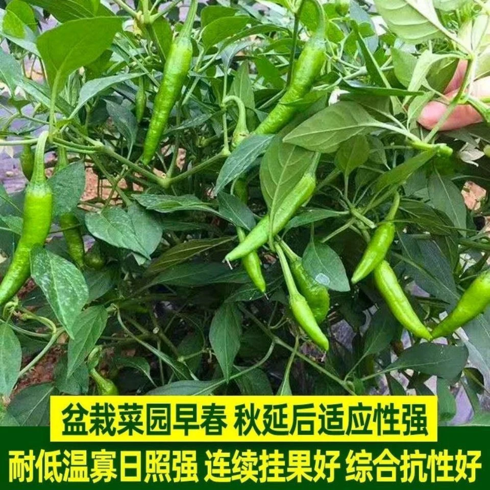 【苞出芽】【厂家直销】樟树港椒种子樟树辣椒种子优质辣椒种子秋冬种