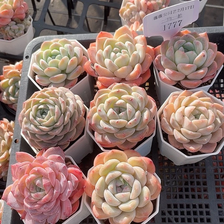 薇薇安园艺多肉1777