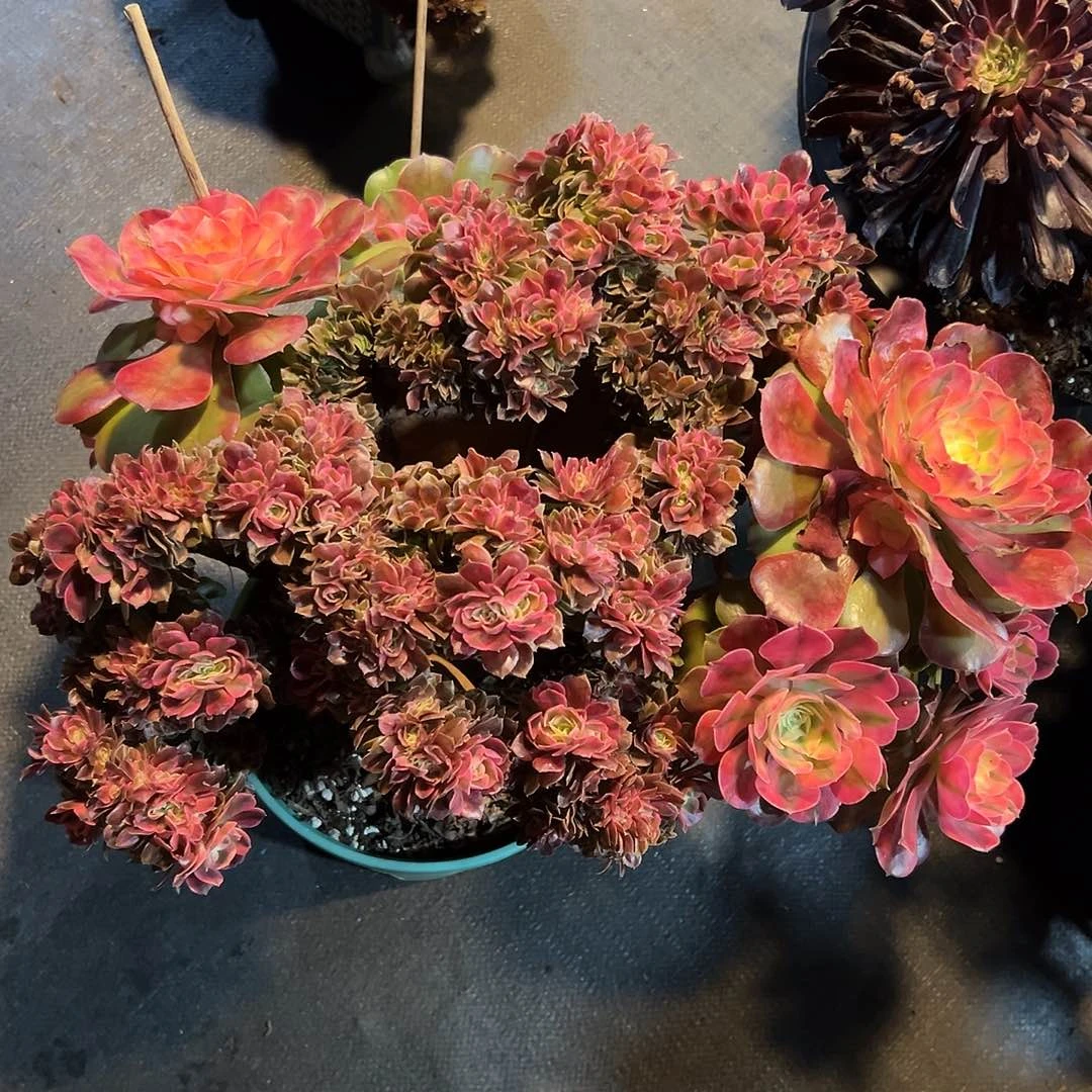 粉体香妃全状态老桩