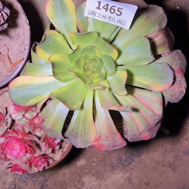 平*叔1465巫毒七彩多肉植物