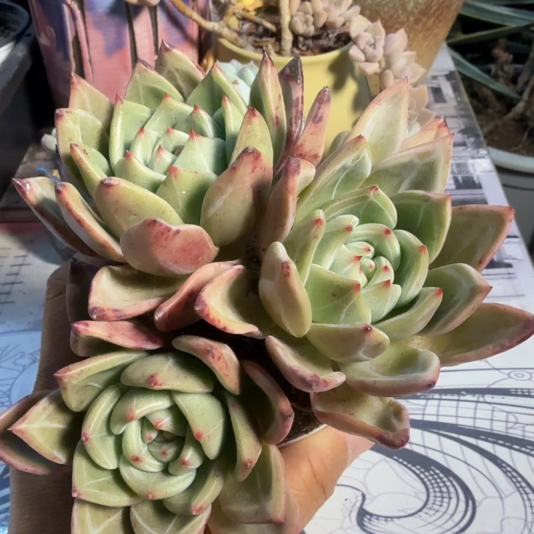 422十三公分白夜香槟满20包邮