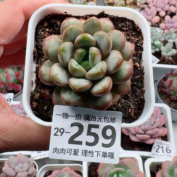 葡萄多肉多肉植物多肉多