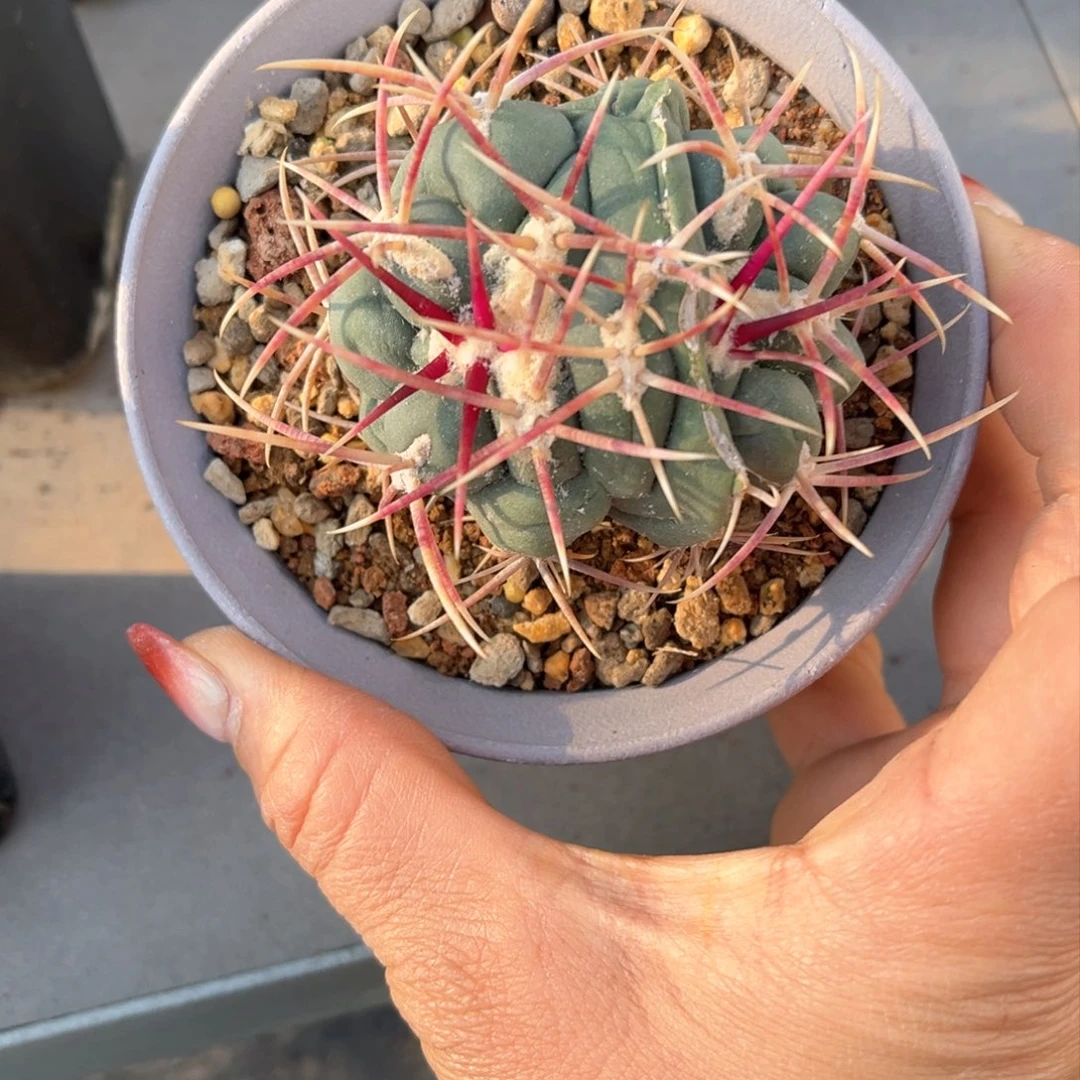 Y菲冠龙一物一拍