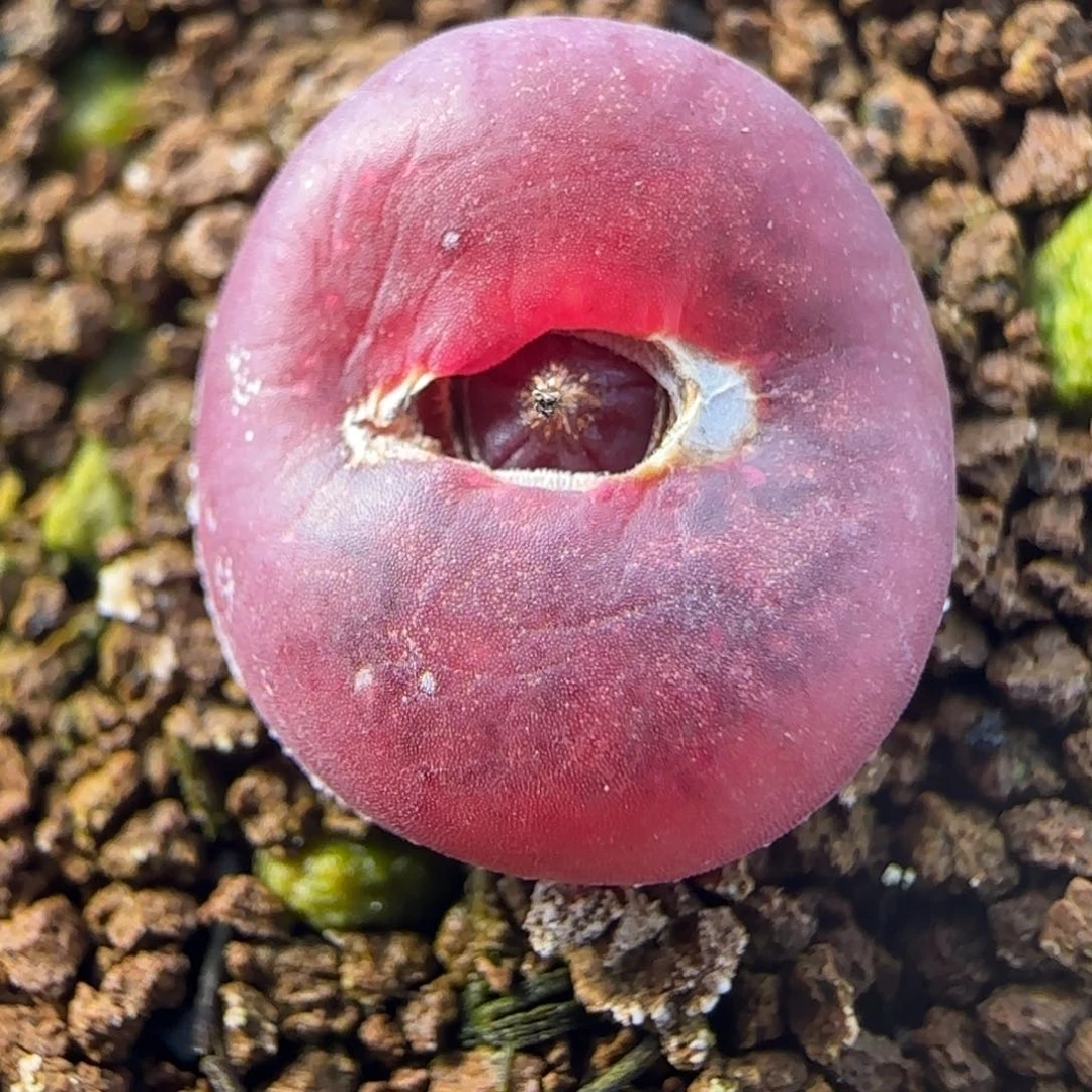 1.28多肉新年大福头吕杂112号