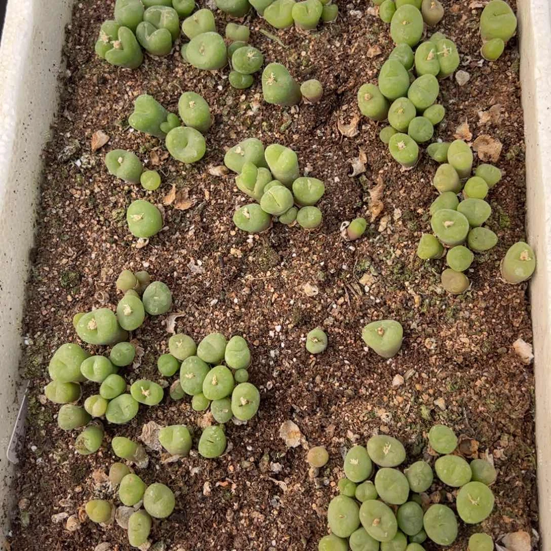 【闪购商品】80 年终福利 脱土