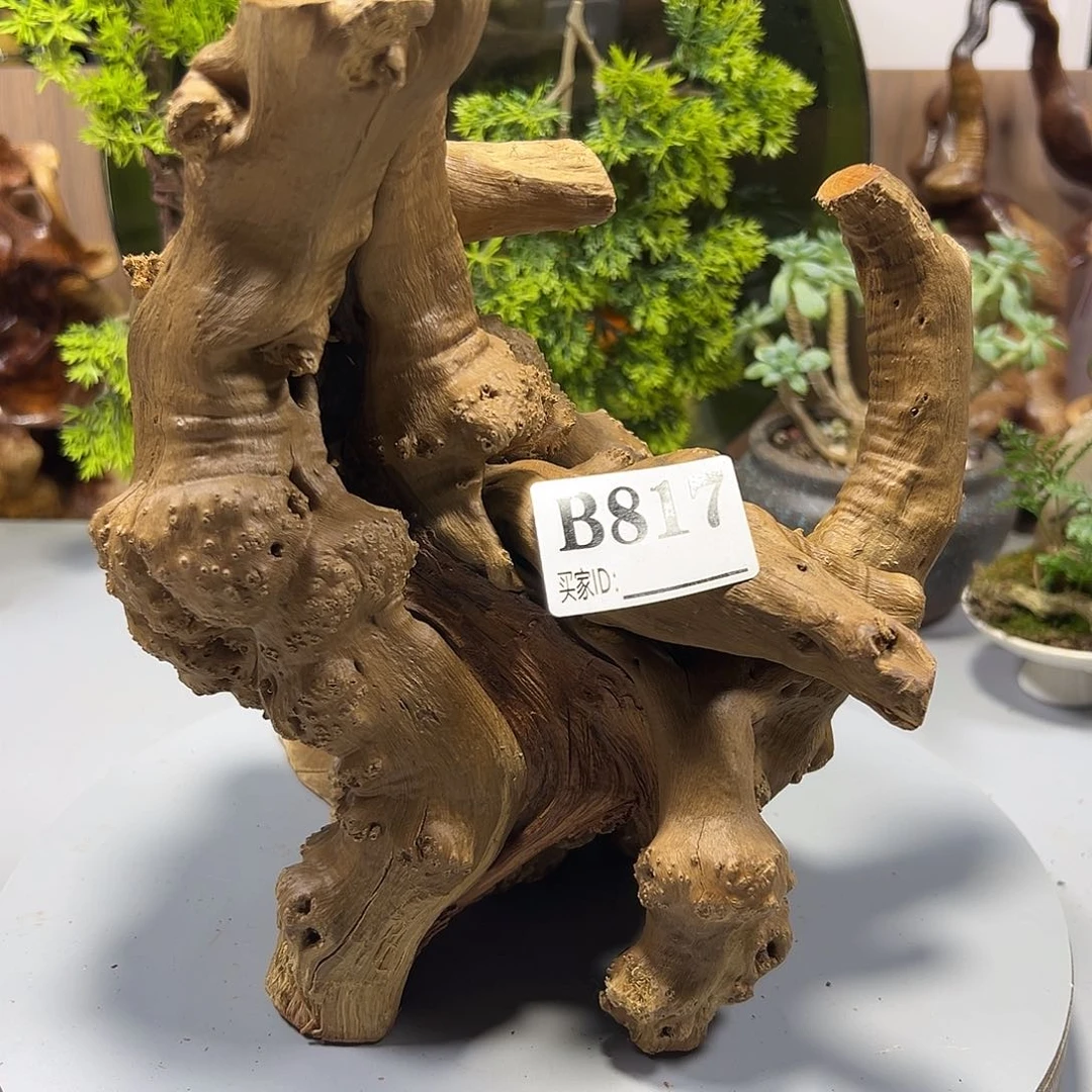 大果紫檀（缅甸花梨）啊*哈