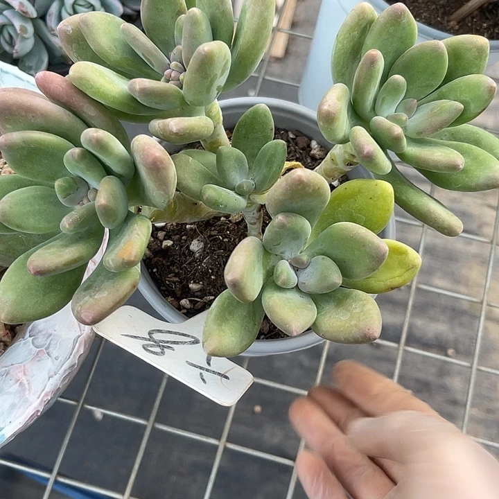 两单包邮，一物一拍8芒果奶