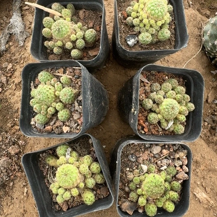 305不好莱卡主教脱土发货斑，20包邮