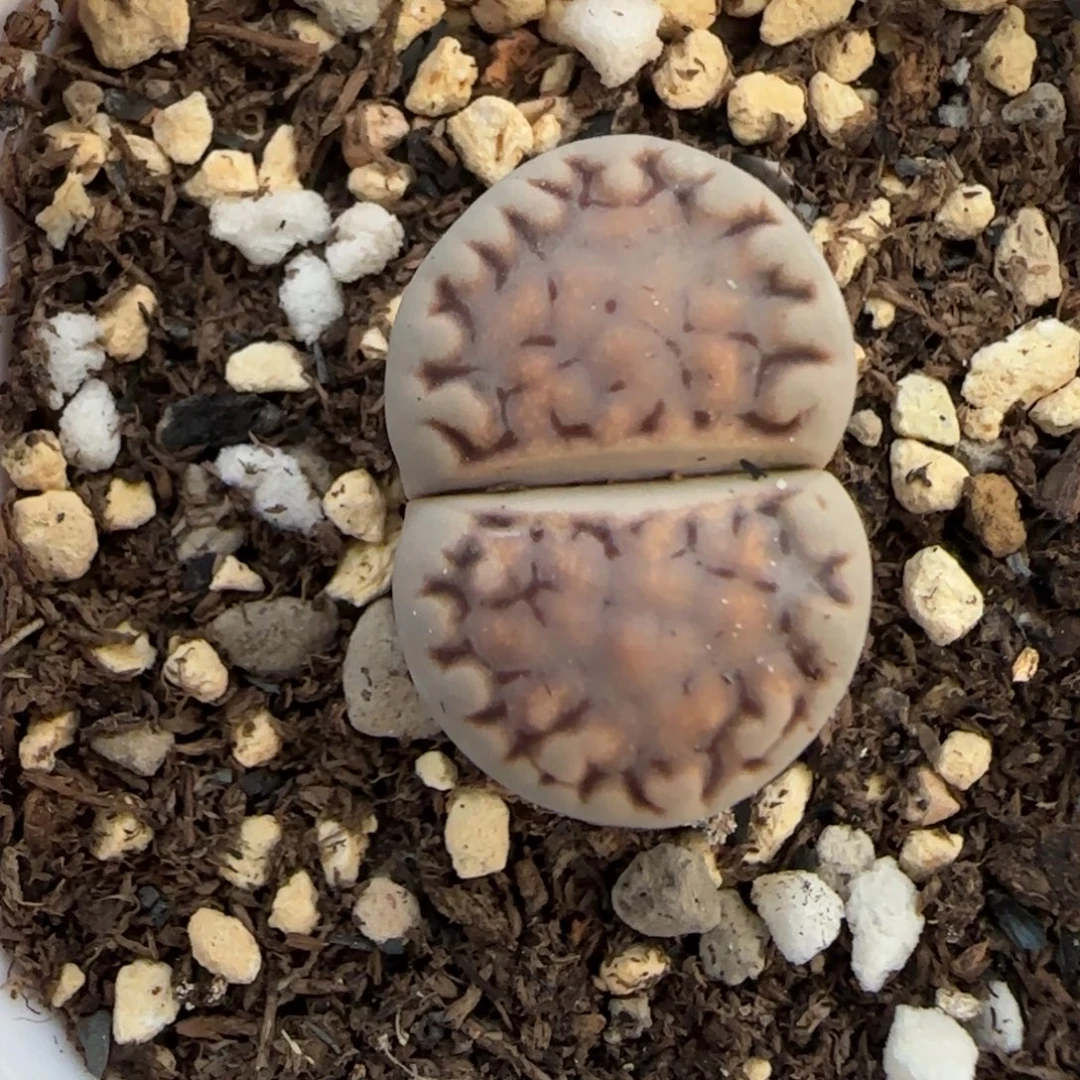 35饼干清框福利30包邮