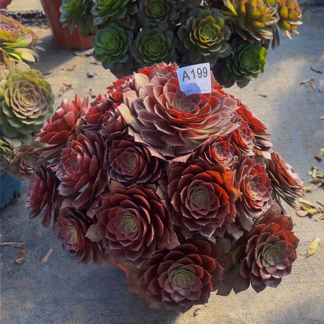 周*颖199桃花石法师，多肉植物