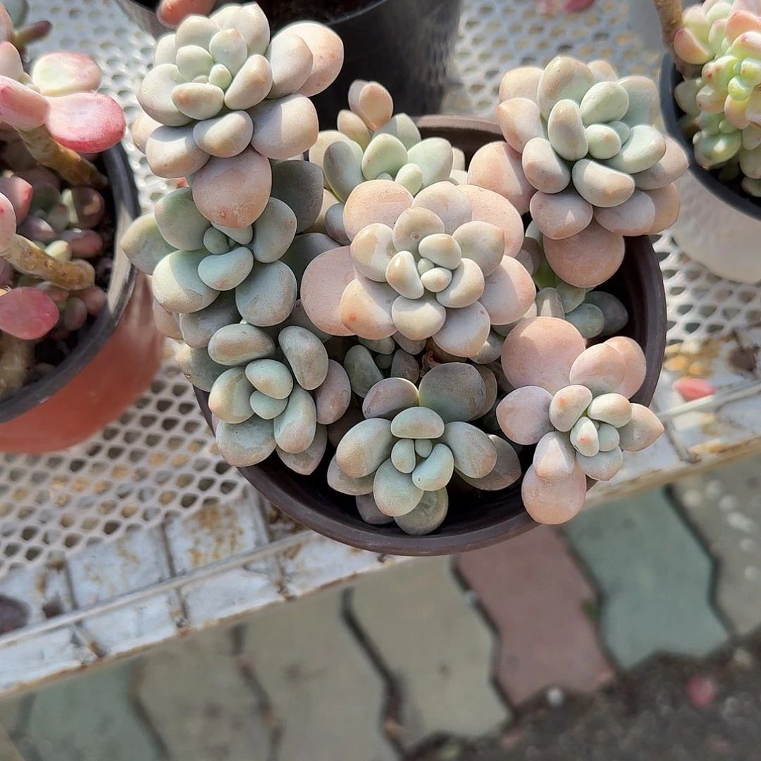 香水洛神多肉植物精品