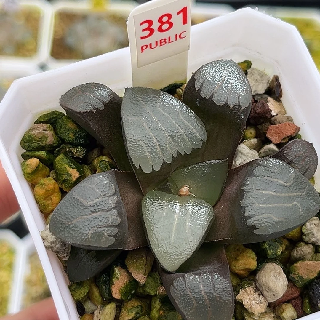 381f18克一物一图