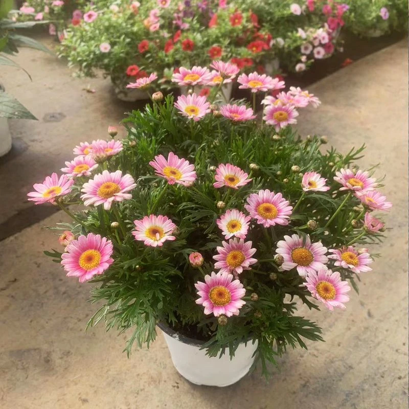 玛格丽特盆栽多年生易爆花花期长适合阳台庭院花卉