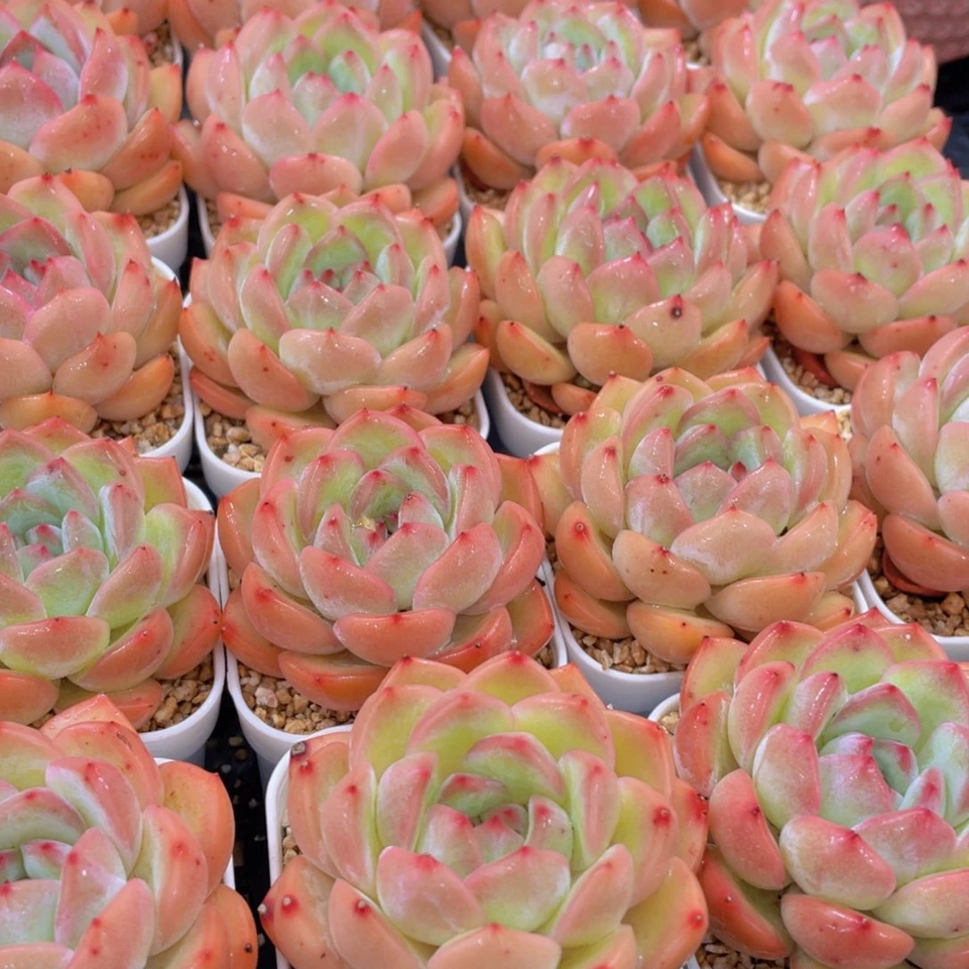 量拍8号 草莓杏仁单头一个