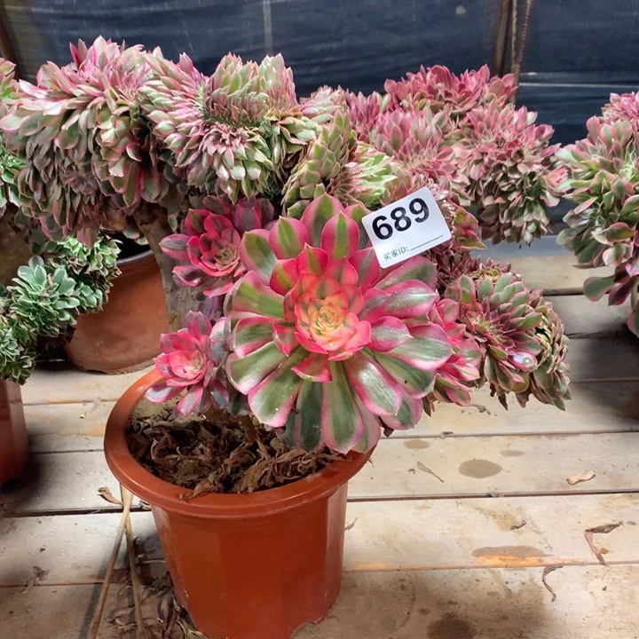 689倾城缀多肉法师