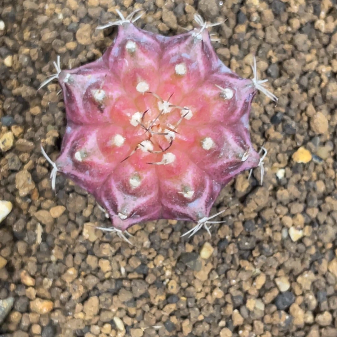 当前无花朵，栽培后可花朵粉轮回