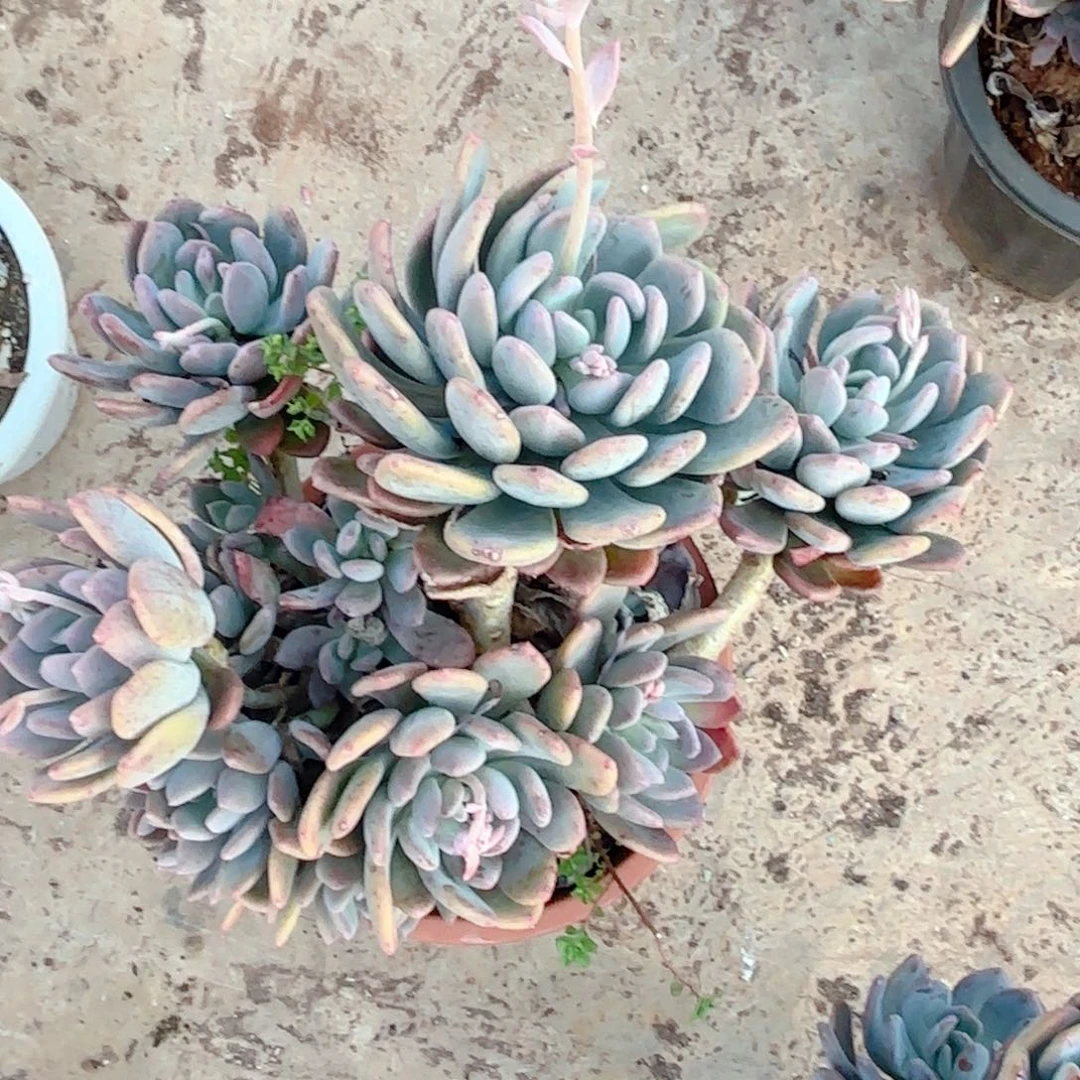 灰姑娘               18