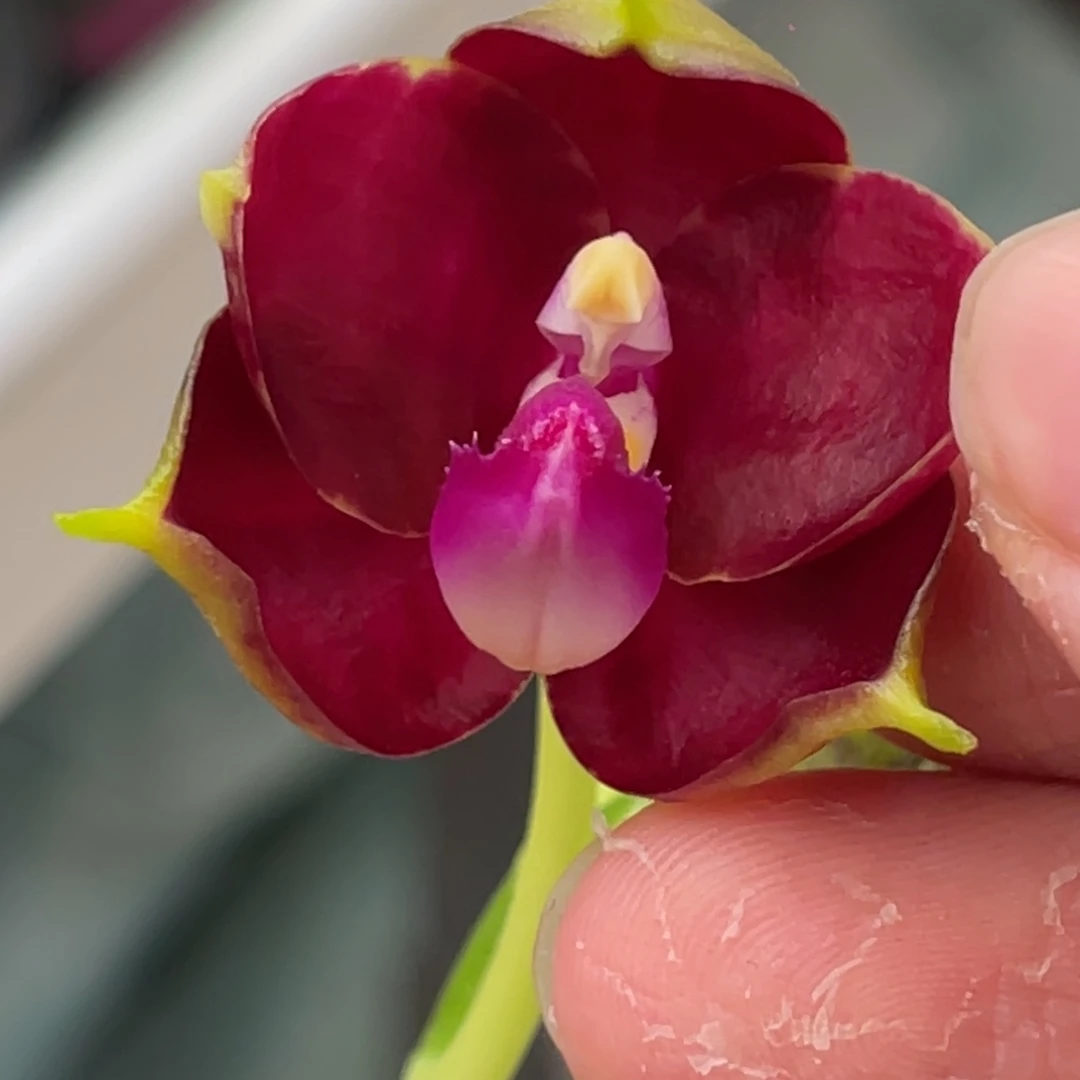 完全开放弥陀170-1202