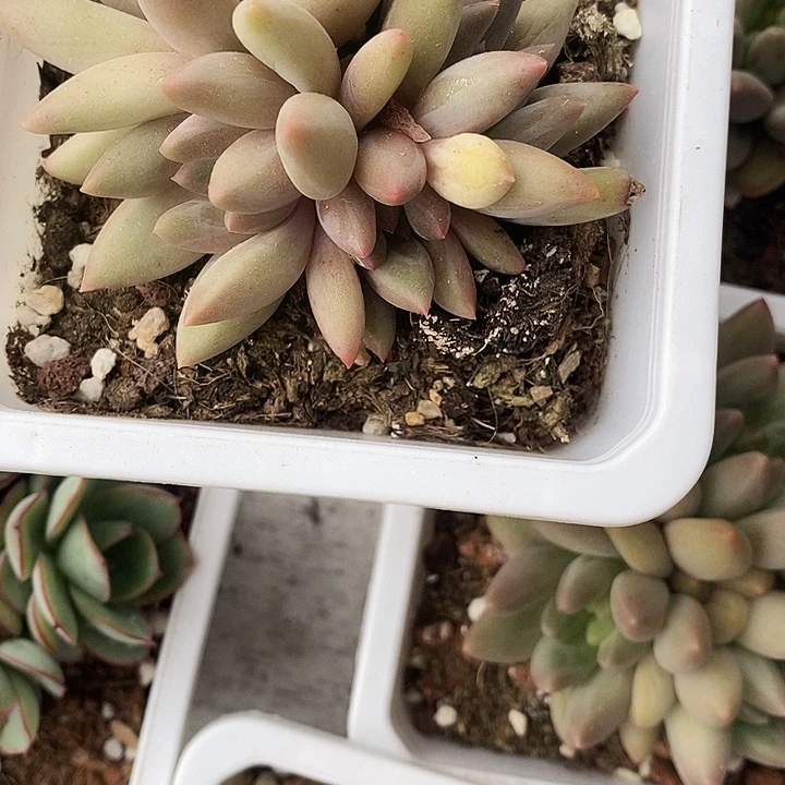 红蜻蜓234（g gv v v b n j ko o p