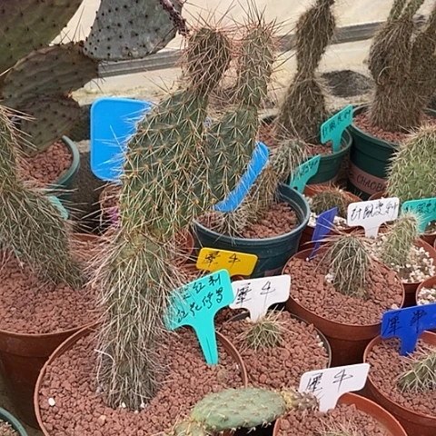 因***垚仙人掌小型红刺红花修罗一片现切