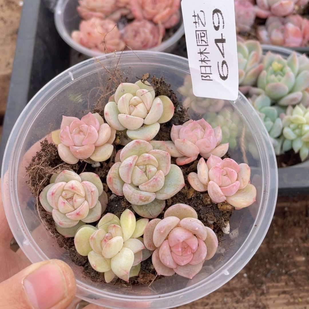 多肉植物多肉植物649