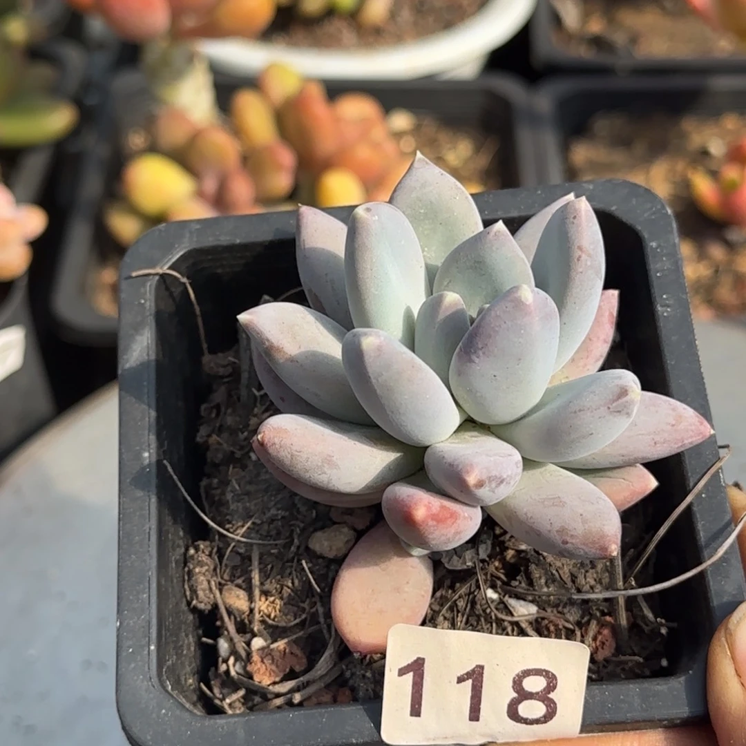 118号一物一拍 一物一拍一物一拍