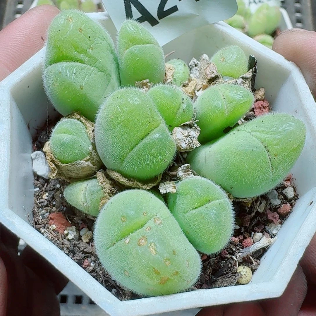 240 多植物多肉植物
