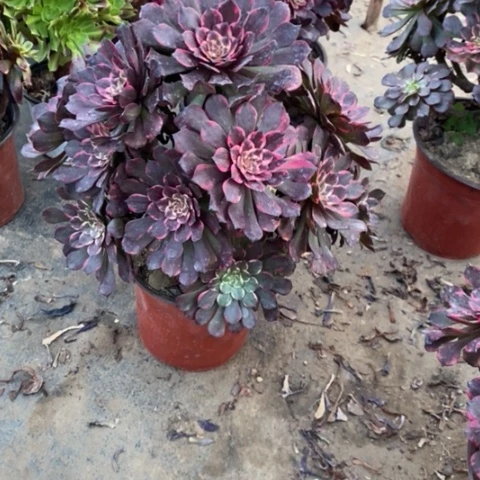 烟花67多肉植物法师