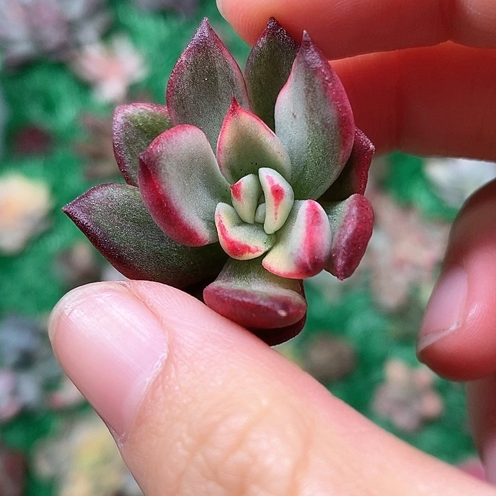 金牛座一物一拍，