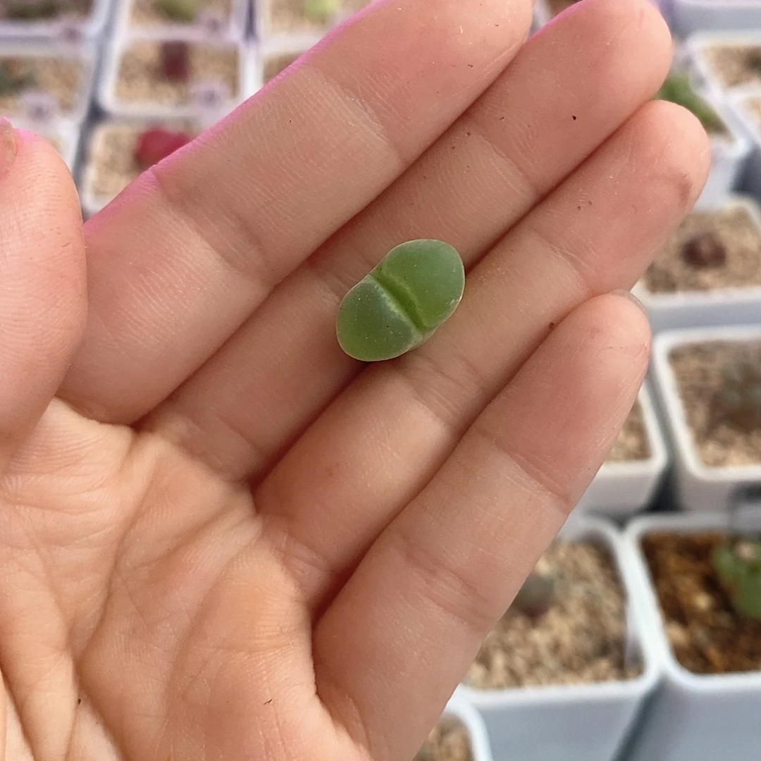 一物一拍y400一颗