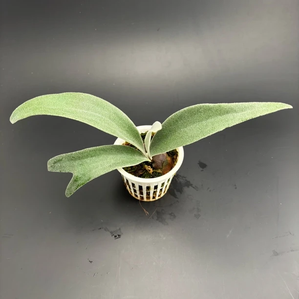 金刚狼鹿角蕨侧芽