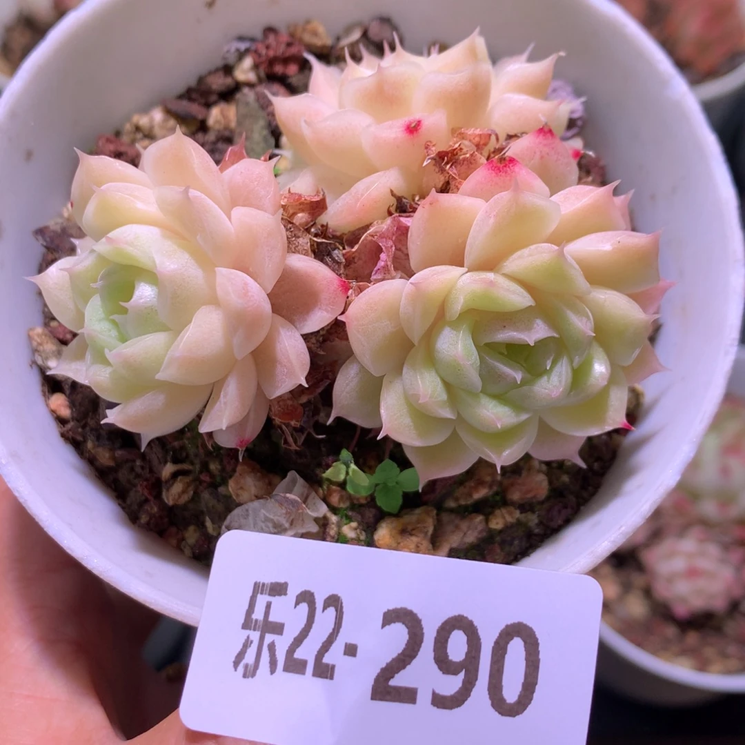 乐然22-290 麦秆群