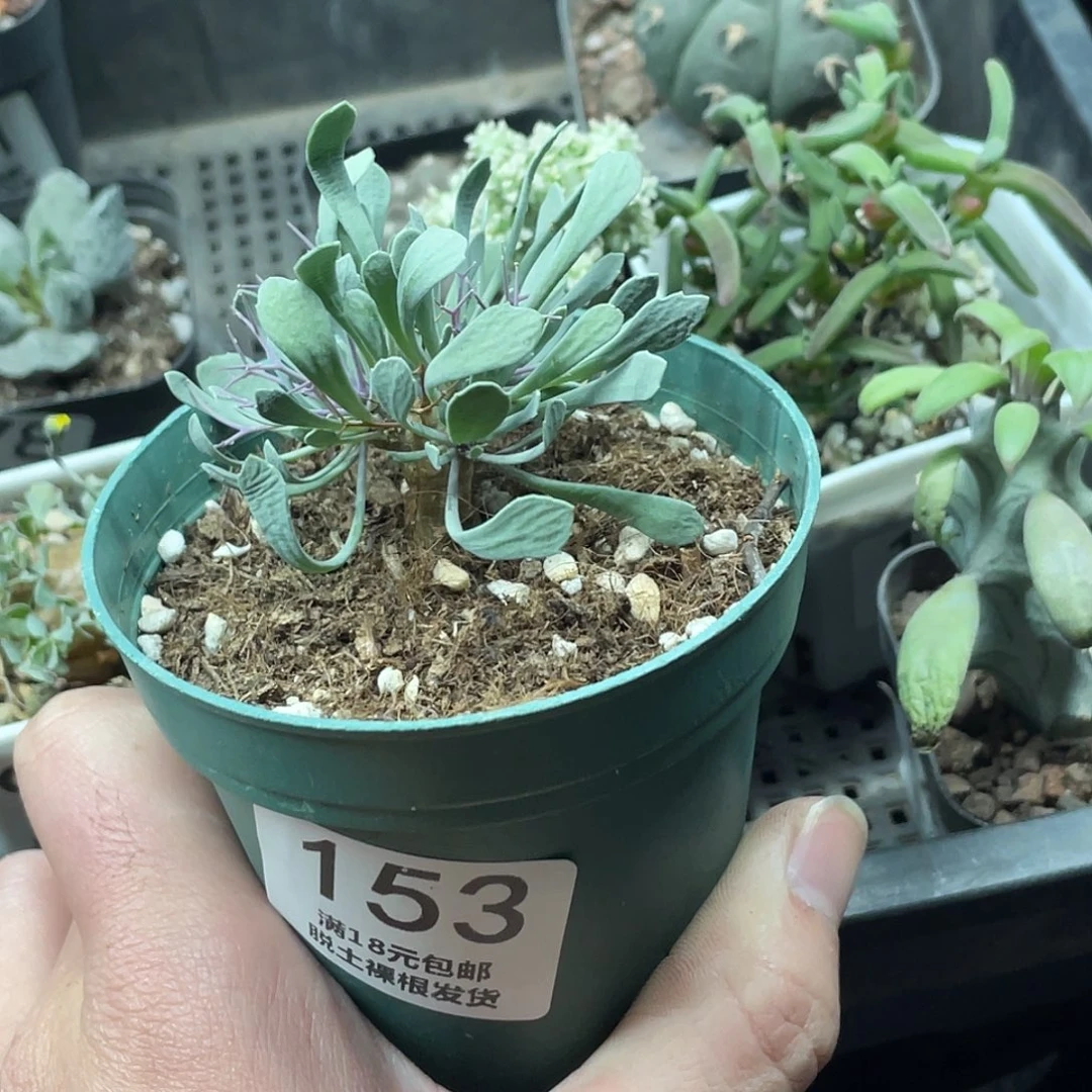 153黑鬼殿（满18包邮）