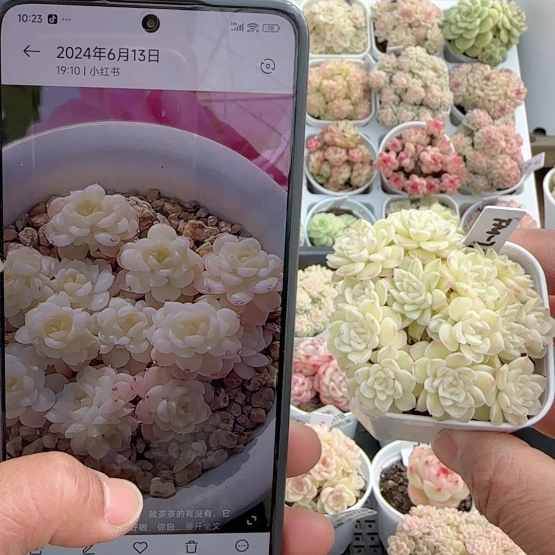 【闪购商品】0117-41（fm-72）