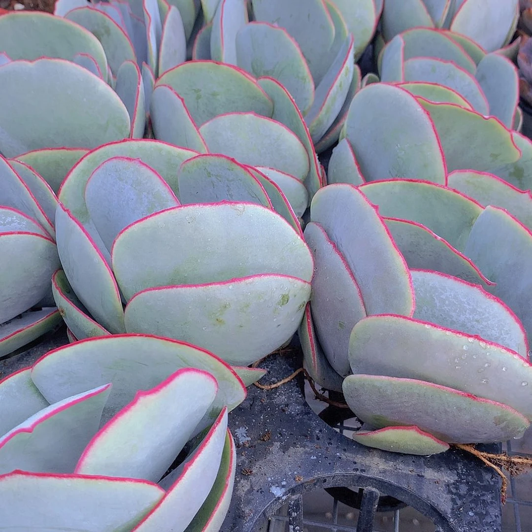 大号白眉2457789990000