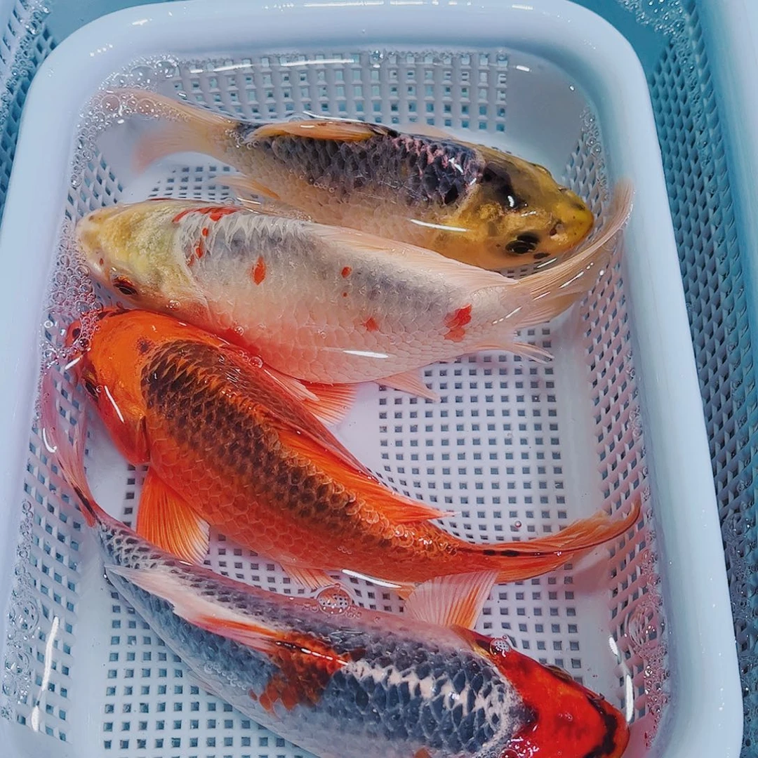 锦鲤锦鲤冷水鱼观赏120