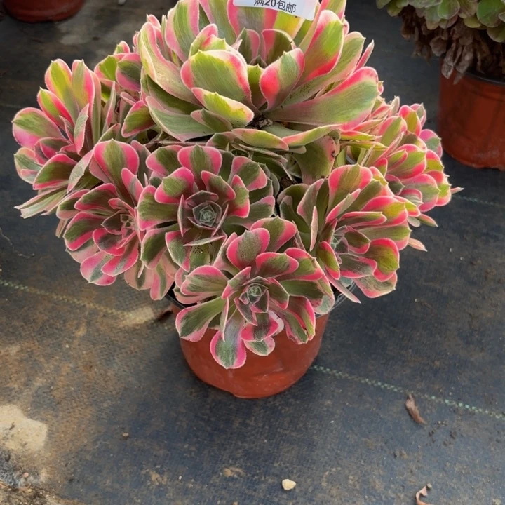 瑞妈多肉园艺927-